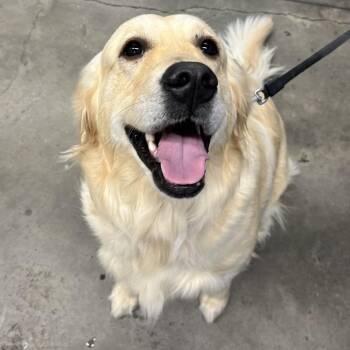 Golden Retriever Dogs Available for Adoption in Tampa, Florida - Sweetheart | PetCurious