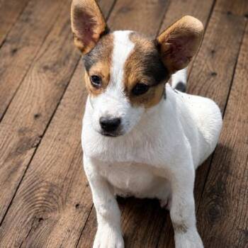 Guy -  Australian Cattle Dog Blue Heeler Dog for Adoption in Atlanta, Texas - Guy | PetCurious