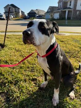 Rescue Staffordshire Bull Terrier and Mixed Breed Dogs for Adoption in Houston, Texas - Layla | PetCurious