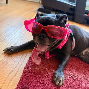 Pug Dogs Available for Adoption - Rose | PetCurious