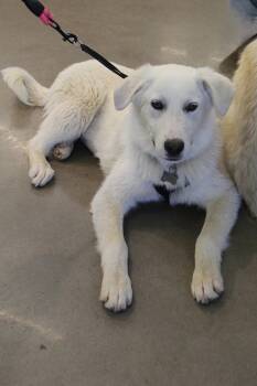 Great Pyrenees and Golden Retriever Dogs Available for Adoption in Charlotte, North Carolina - Elowen | PetCurious