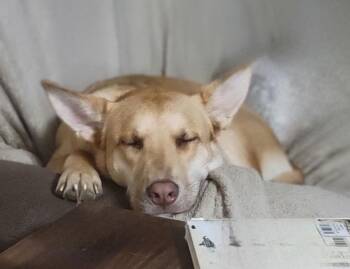 Shepherd and Labrador Retriever Dogs Available for Adoption - Tango | PetCurious