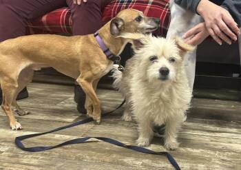 Chihuahua Dogs Available for Adoption - Caleb | PetCurious