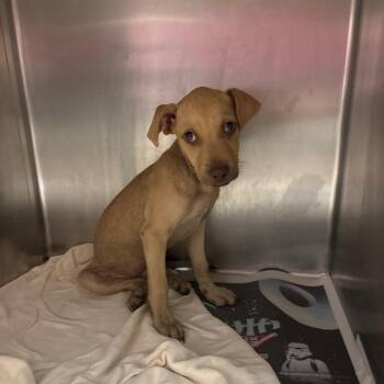 kobra -  Shepherd Dog Available for Adoption in Edinburg, Texas - Kobra | PetCurious