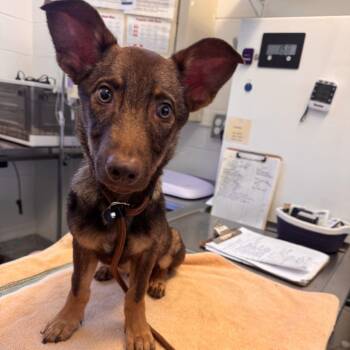 Oak -  Mixed Breed Dog for Adoption in Dayton, Ohio - Oak | PetCurious