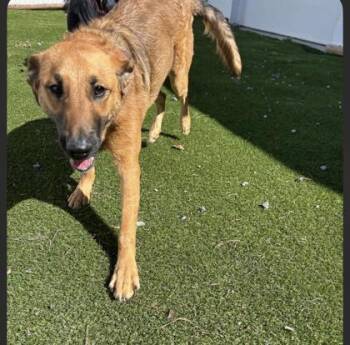 Bubby -  Mixed Breed Dog for Adoption in Paducah, Kentucky - Bubby | PetCurious