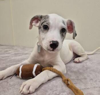 Gumdrop -  Mixed Breed Dog for Adoption in Hamilton, Ohio - Gumdrop | PetCurious