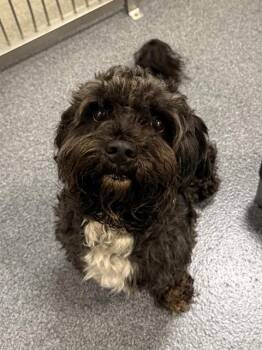 JAYDEE -  Mixed Breed Dog for Adoption in Dallas, Texas - JAYDEE | PetCurious