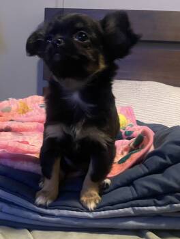 Aika -  Chihuahua Dog for Sale in Peoria, Arizona - Aika | PetCurious