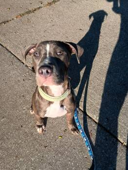 Pancake -  American Staffordshire Terrier Dog for Adoption - Pancake | PetCurious