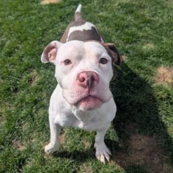 Kermit -  Pit Bull Terrier Dog for Adoption - Kermit | PetCurious