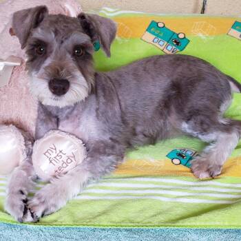 Rescue Schnauzer Dogs for Adoption in Gardena, California - Teddy | PetCurious