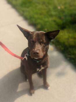 Rescue Labrador Retriever Dogs for Adoption in Littleton, Colorado - Lola | PetCurious