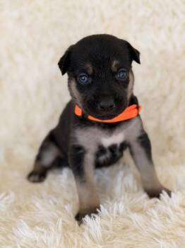 Denver -  German Shepherd Dog Dog for Adoption in Pleasant Hill, California - Denver | PetCurious