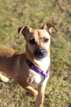 Jack Russell Terrier and Chihuahua Dogs Available for Adoption - Dolly | PetCurious