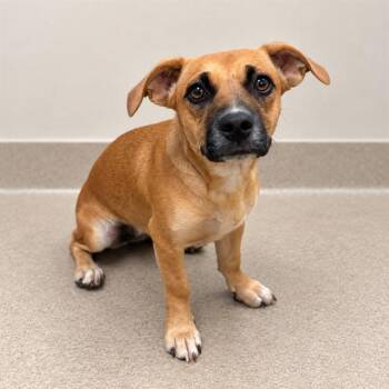 Phyllis -  Dachshund and Chihuahua Dog for Adoption in Los Angeles, California - Phyllis | PetCurious