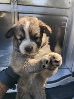 CHUCKY -  Mixed Breed Dog for Adoption in Dallas, Texas - CHUCKY | PetCurious