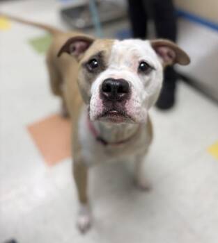 Karra -  Pit Bull Terrier Dog for Adoption in Sioux City, Iowa - Karra | PetCurious