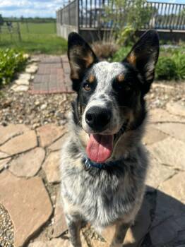 Cattle Dog Dogs Available for Adoption in Orland Park, Illinois - Westin  | PetCurious