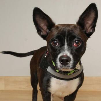 Chihuahua and Mixed Breed Dogs Available for Adoption - Quinoa D68766 | PetCurious