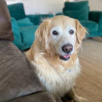 Rescue Golden Retriever Dogs for Adoption in Las Vegas, Nevada - Hera | PetCurious