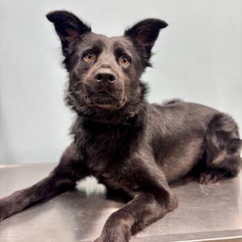 Jacky -  Mixed Breed Dog for Adoption in Portland, Oregon - Jacky | PetCurious