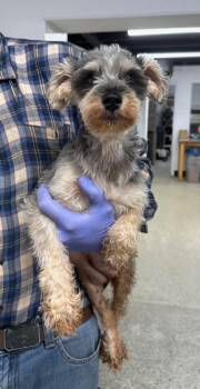 Ebony -  Schnauzer and Poodle Dog for Adoption in Thompson Falls, Montana - Ebony | PetCurious