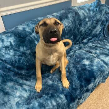 Pay Day -  Boerboel Dog for Adoption in Sunderland, Maryland - Pay Day | PetCurious