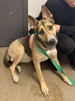 German Shepherd Dog Dogs Available for Adoption in Cleveland, Ohio - Gracie | PetCurious