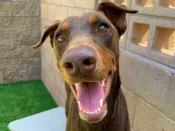 SYLVETTE -  Doberman Pinscher and Mixed Breed Dog for Adoption in Moreno Valley, California - SYLVETTE | PetCurious