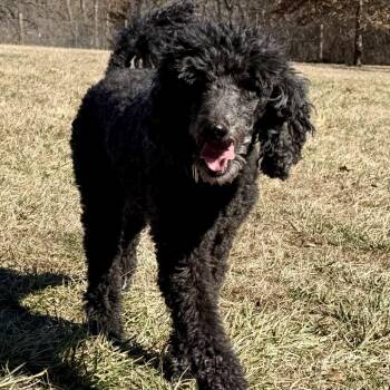Maggie -  Poodle Dog for Adoption in Kansas City, Missouri - Maggie | PetCurious
