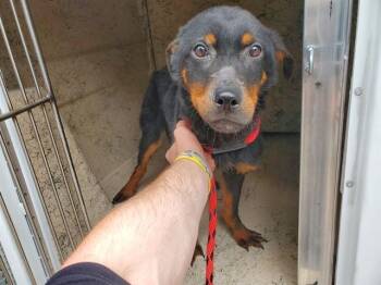 Rottweiler and Mixed Breed Dogs Available for Adoption in Rowlett, Texas - ROOFUS | PetCurious