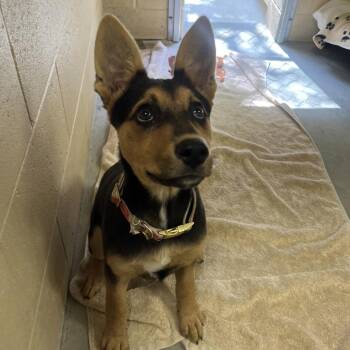 Penny -  Shepherd Dog for Adoption in Buellton, California - Penny | PetCurious