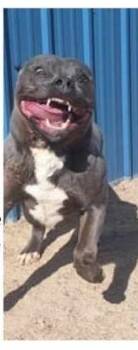 Rescue American Staffordshire Terrier Dogs for Adoption in Chappell, Nebraska - Luke | PetCurious