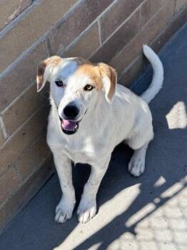 Liora -  Cattle Dog and Shepherd Dog for Adoption in Fort Lupton, Colorado - Liora | PetCurious