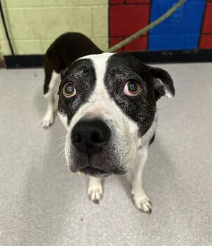 Rescue Pit Bull Terrier and Border Collie Dogs for Adoption in Indianapolis, Indiana - SHEOLDRED | PetCurious