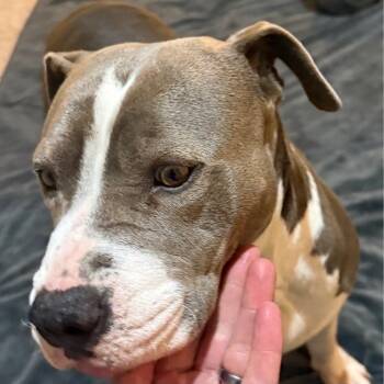 Pit Bull Terrier Dogs Available for Adoption - Cheyanne | PetCurious