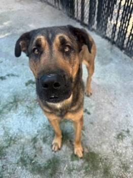 Rescue Mixed Breed Dogs for Adoption in Philadelphia, Pennsylvania - Muscles | PetCurious