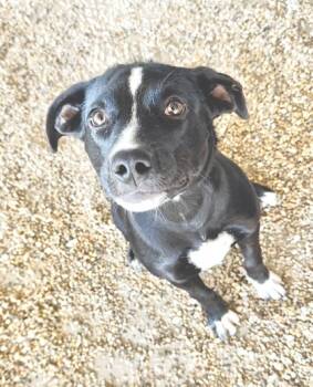 Rescue Terrier and Mixed Breed Dogs for Adoption in Gray, Louisiana - Twig | PetCurious