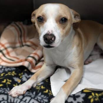 Mixed Breed Dogs Available for Adoption in West Olive, Michigan - Jack Black | PetCurious