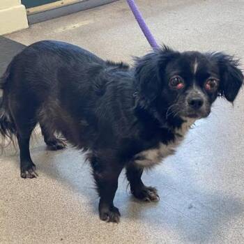 Cavalier King Charles Spaniel and Chihuahua Dogs Available for Adoption in Pasadena, California - Maisie | PetCurious