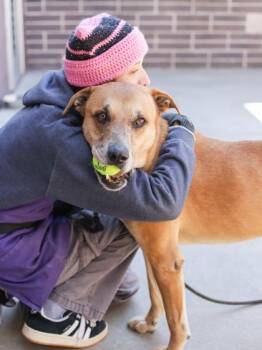 Corduroy -  Mixed Breed Dog for Adoption in Chamblee, Georgia - Corduroy | PetCurious