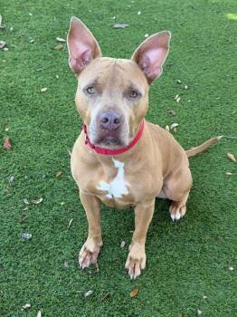 TIKI -  Pit Bull Terrier Dog for Adoption in Fort Myers, Florida - TIKI | PetCurious