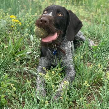 Rescue German Wirehaired Pointer Dogs for Adoption in Santa Rosa, California - Gus (Charleston, South Carolina) | PetCurious