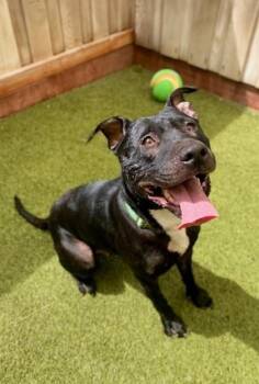 Wisteria -  Mixed Breed Dog for Adoption in Eugene, Oregon - Wisteria | PetCurious