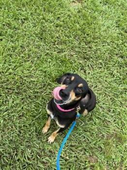 Jazz -  Mixed Breed Dog for Adoption in Vero Beach, Florida - Jazz | PetCurious