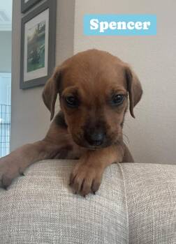 Rescue Coonhound Dogs for Adoption in St. Augustine, Florida - Spencer | PetCurious