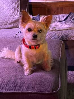 Yorkshire Terrier Dogs Available for Adoption - Apollo | PetCurious