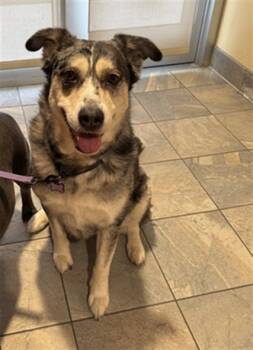 Rescue Catahoula Leopard Dog Dogs for Adoption in Tustin, California - MIA | PetCurious