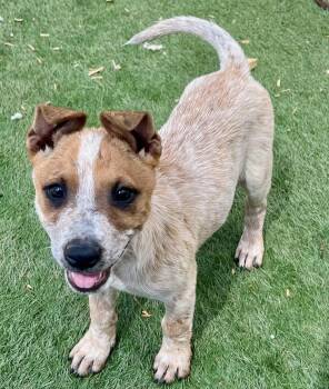 France -  Australian Cattle Dog Blue Heeler Dog for Adoption in El Cajon, California - France | PetCurious